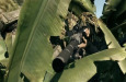 Sniper Ghost Warrior Bild 1 (C) City Interactive / Zum Vergrößern auf das Bild klicken